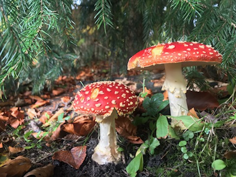 Photo of red toadstools with white stems with green leaves behind