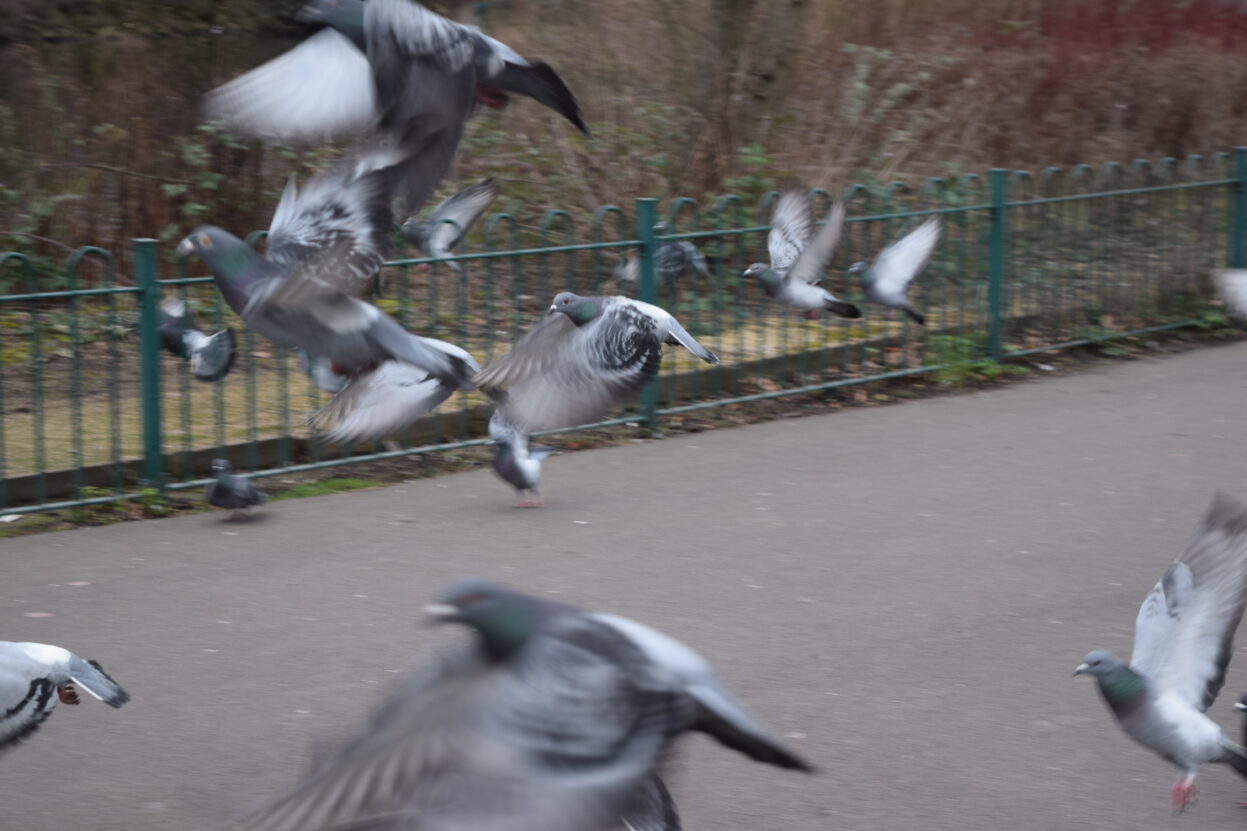 Photograph of a group of pigeons flying with a green fence and trees in the background