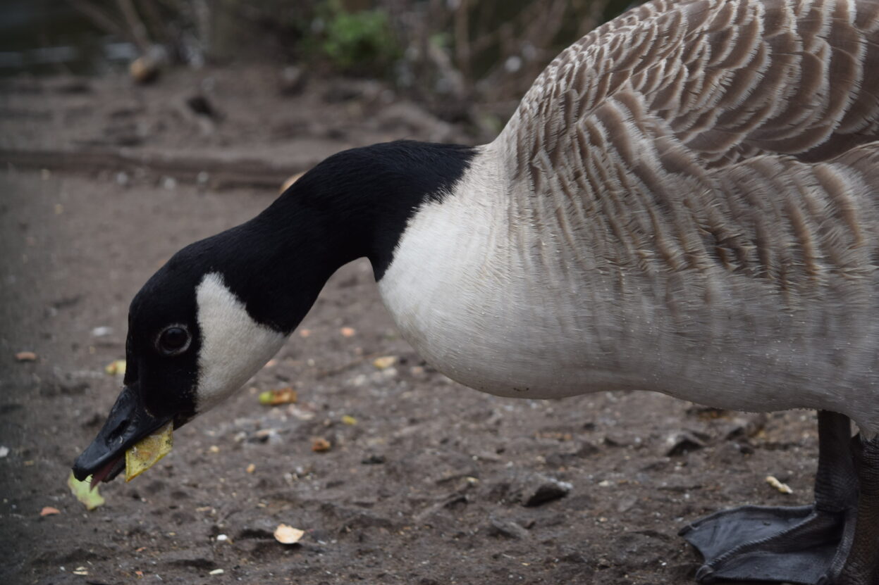 Photograph of the head of a Canada goose eating a crisp on concrete floor