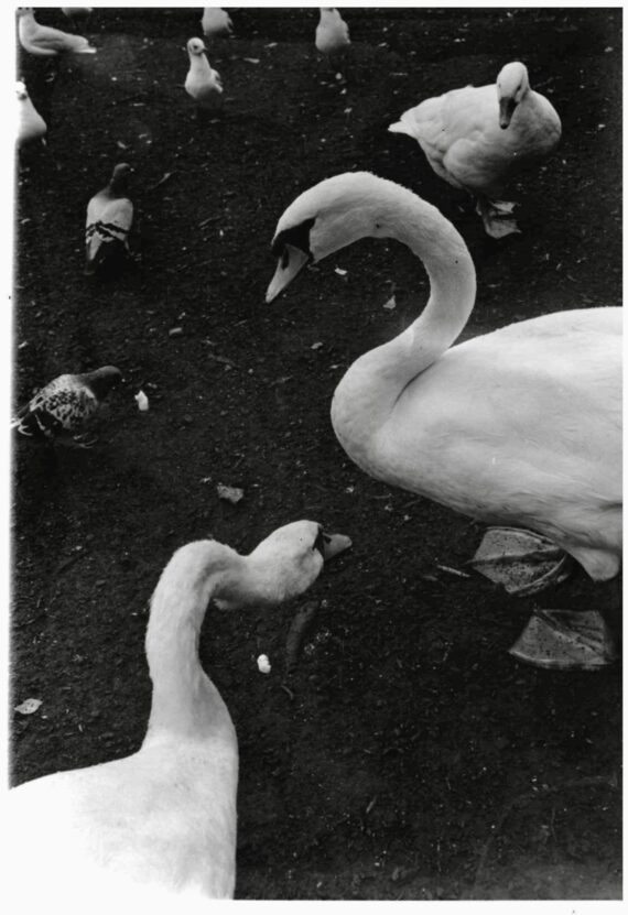 Photograph of two swans in black and white