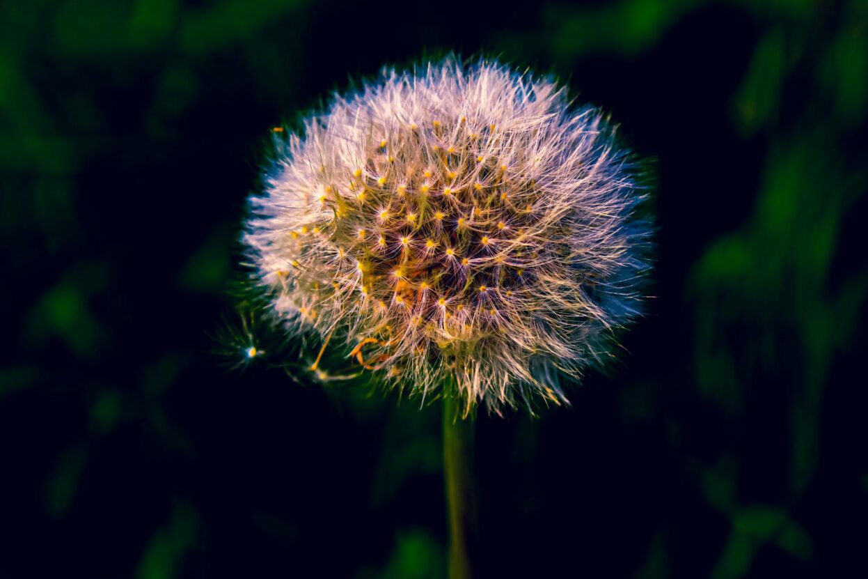 Emlyn scott dads garden5 image