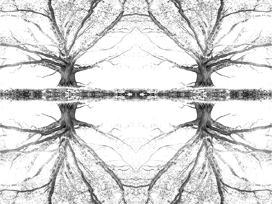 black and white abstract image of trees.