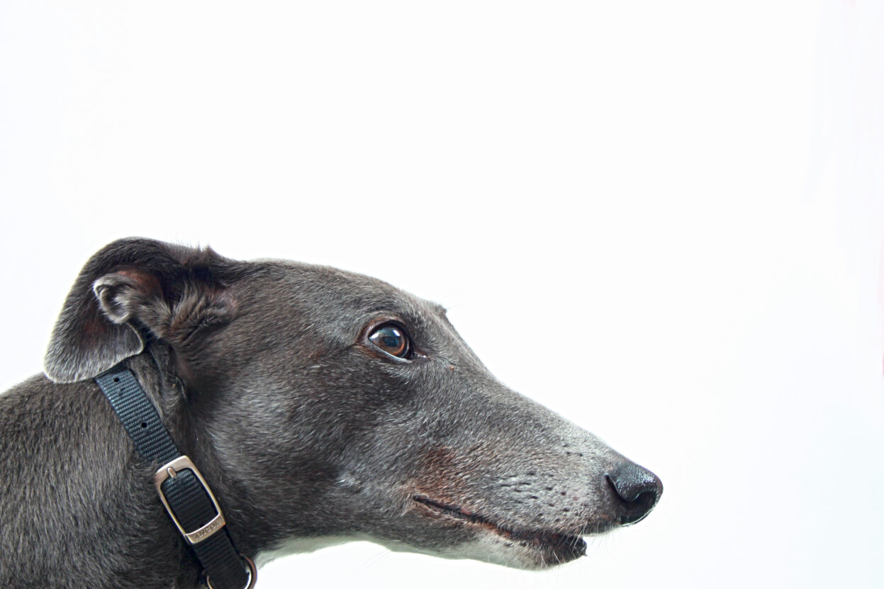 A close up shot of the head of a whippet dog.