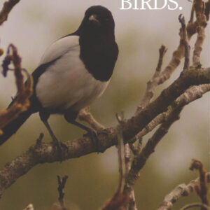 Zine front cover with a photograph of a magpie sitting in a tree with the title 'BIRDS'