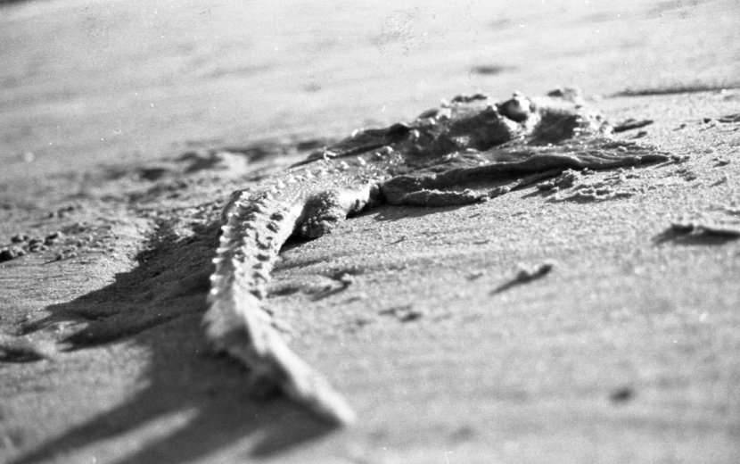 Black and white photo of a small lizard in the sand.