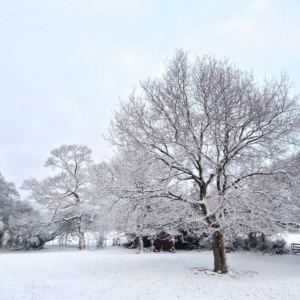 Greetings Card; Untitled; Digital Photography