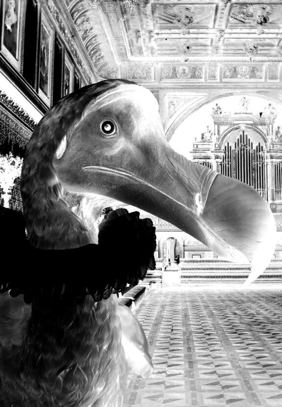 black and white photo of a dodo's head