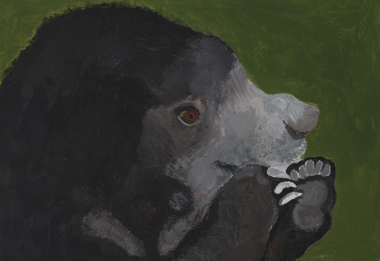 An acrylic painting of a sloth bear by Venture Arts artist Niamh Spawton.