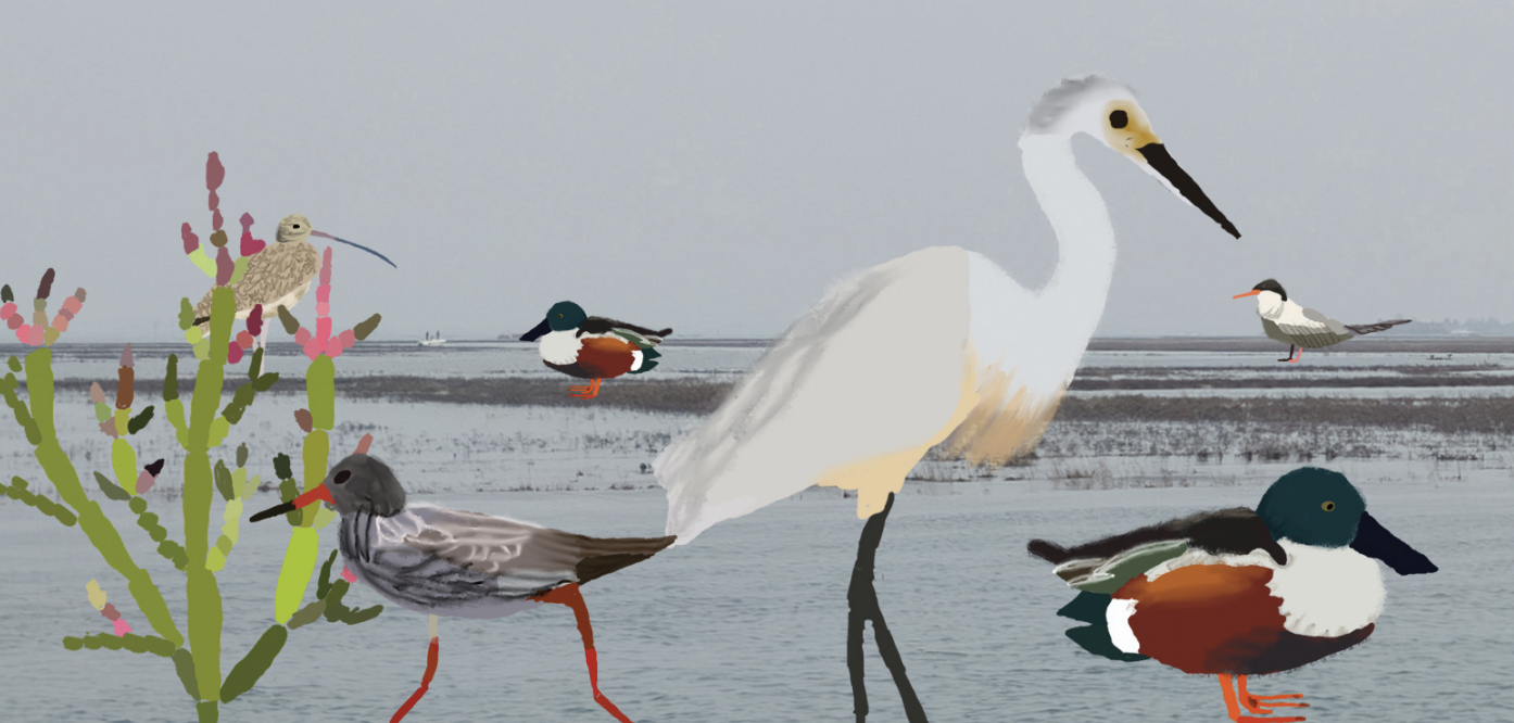 A digital drawing of a selection of different birds.