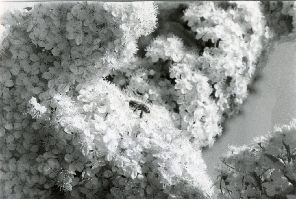A4 Print by Emelia Hewitt - bee on flowers in black and white