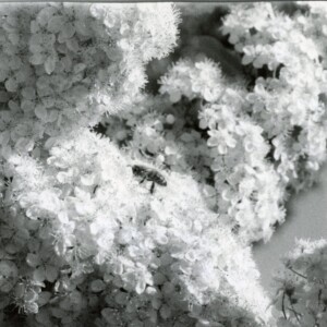 A4 Print by Emelia Hewitt - bee on flowers in black and white