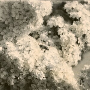 A4 Print by Emelia Hewitt - bee on flowers in black and white