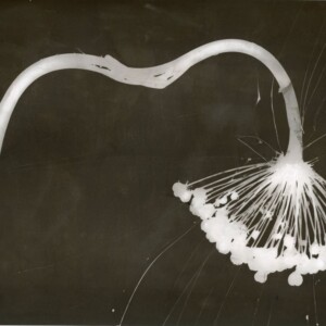 A4 Print by Emelia Hewitt - a white flower on a black background