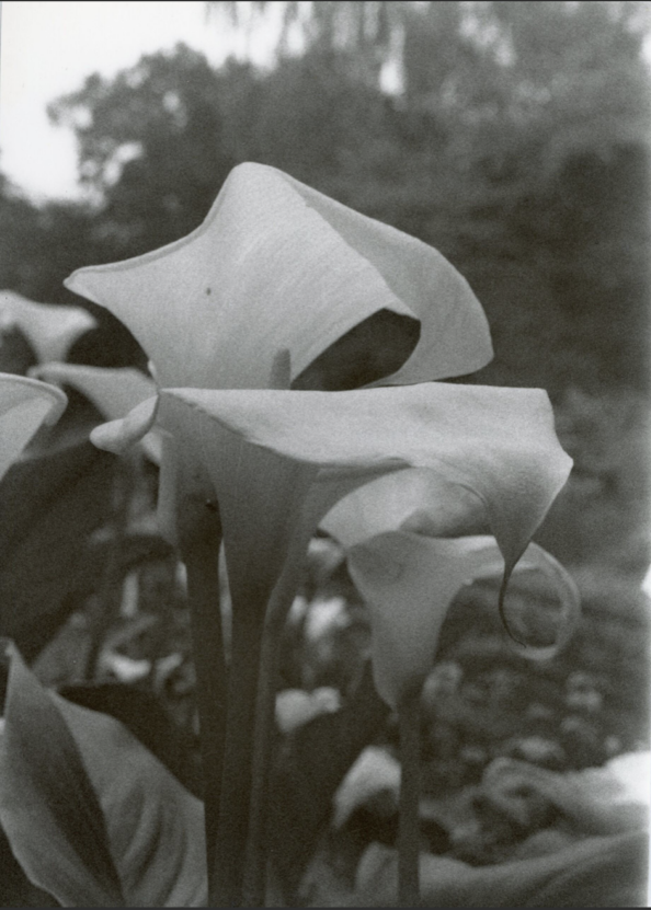 Emma Hewitt's Untitled piece (2025),Sage dev chem fix will be exhibited as Cover The Walls at Altogether Otherwise. The image is a monotone close-up of a white lily.